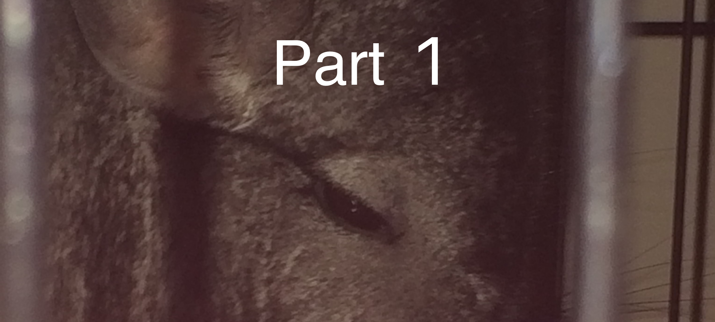 The Malicious Chinchilla, Pt. 1